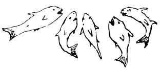 Several fish