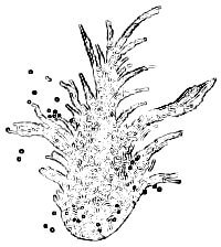 ornament of the Crab Nebula