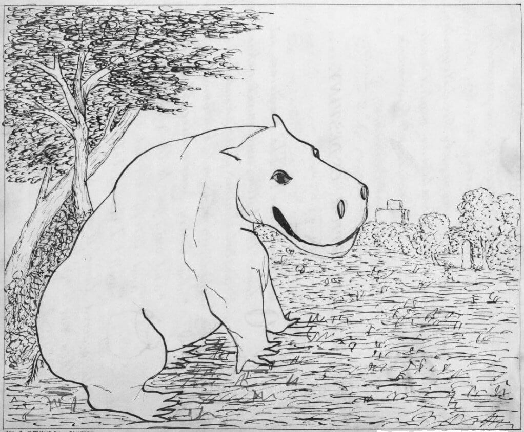 A young Hippopotamus