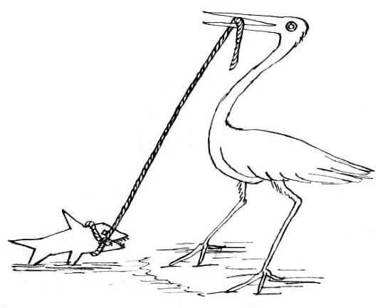 A crane with a rope in its beak, the other end is knotted round a fish.