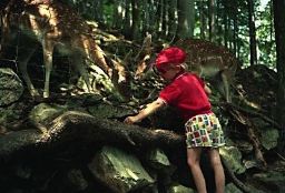 Ich betrachte Rehe